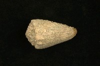 藏品(紫霞芋螺)的圖片